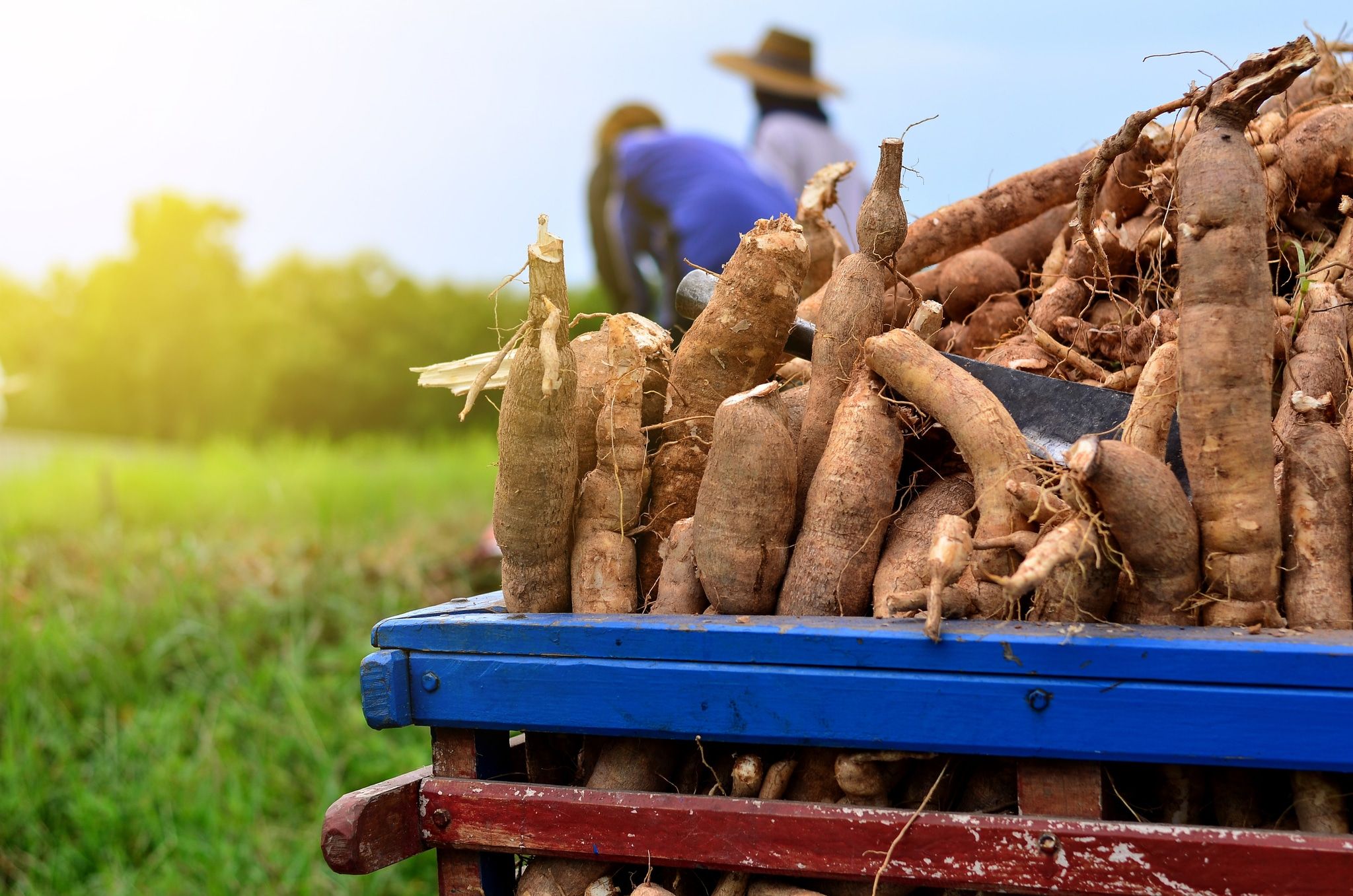 <p>Cultivating Cassava as a Food Security Solution</p>
