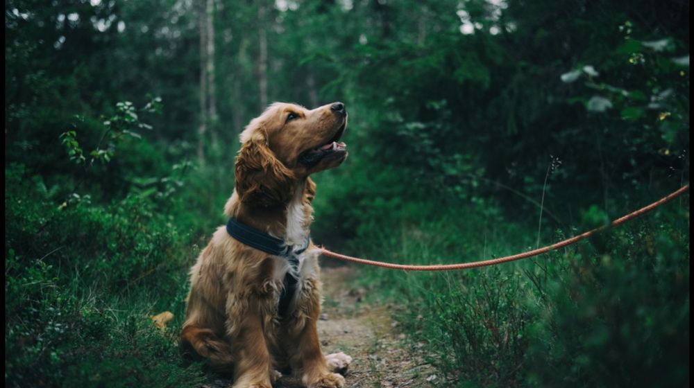 Photo by Johann: https://www.pexels.com/photo/english-cocker-spaniel-puppy-sitting-on-ground-beside-grass-1254140/