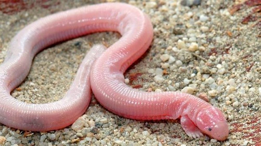 Mexican Mole Lizard disalah artikan sebagai pertanda kiamat.jpg