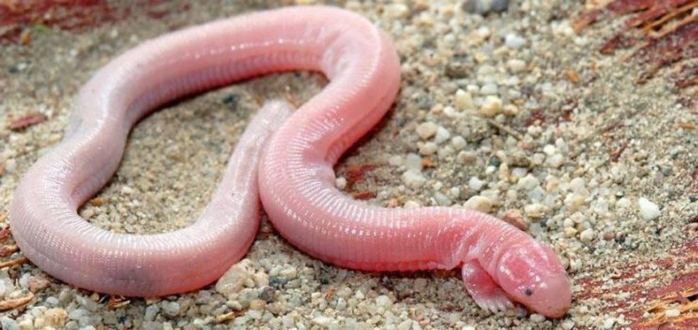 Mexican Mole Lizard disalah artikan sebagai pertanda kiamat.jpg