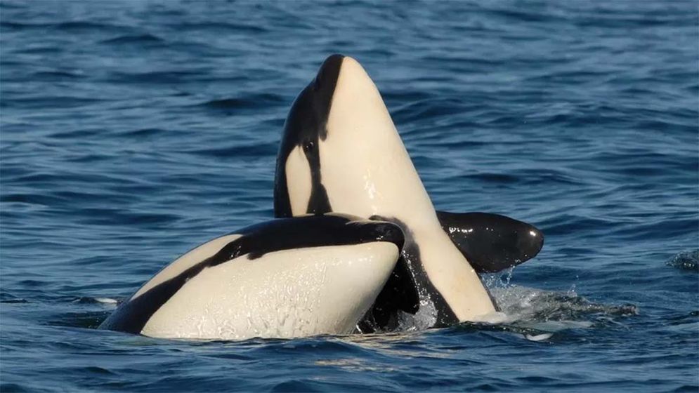 orca paus pembunuh.jpg