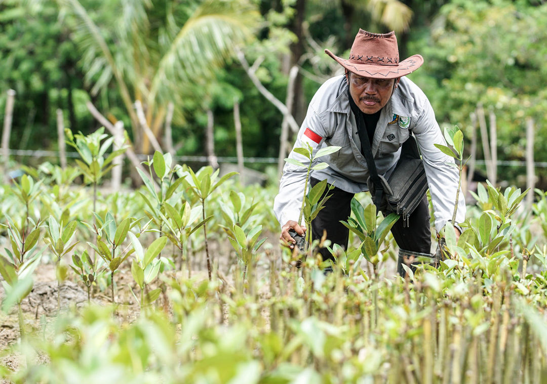 Pelaksanaan kegiatan penanaman manggrove dalam rangka Hari Lahan Basah Sedunia 2023 di kawasan Sumur, Banten. Sabtu 11 Februari 2023. Foto : Panji Asmoro/TrenAsia