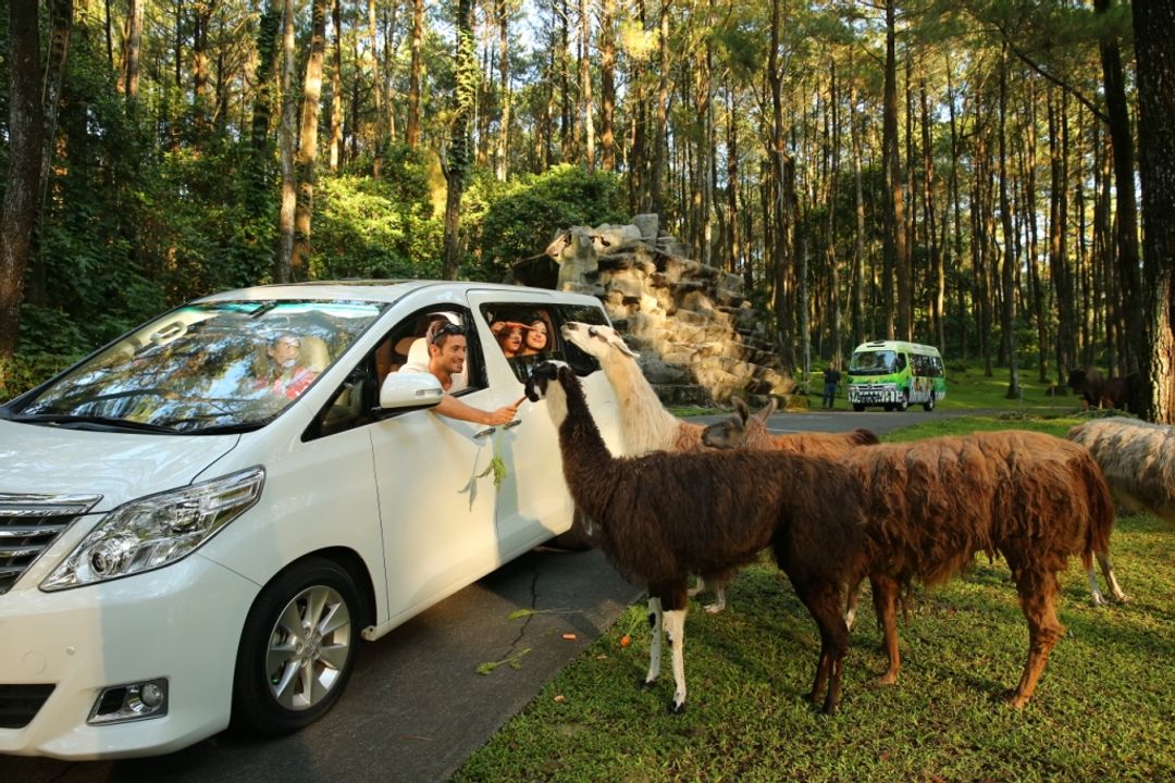 Safari adventure di Taman Safari Prigen.