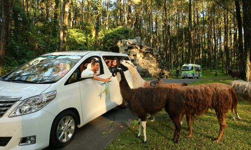 taman-safari-prigen8.jpg