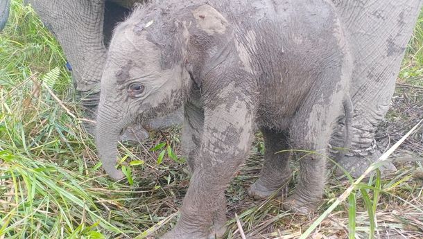 Bayi Gajah Sumatera Pertama Lahir di PLG Padang Sugihan Sumsel