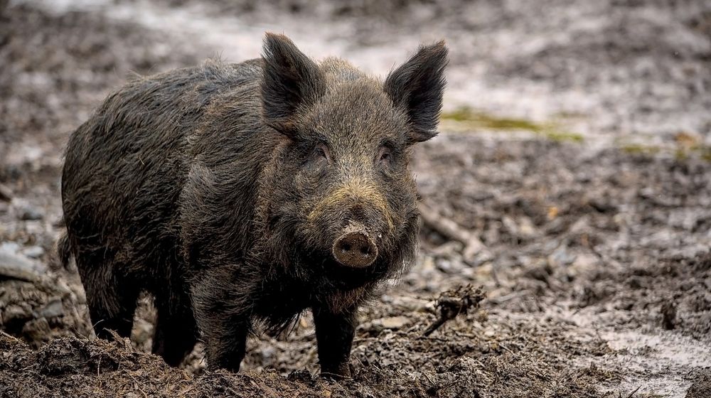 babi hybrid.jpg