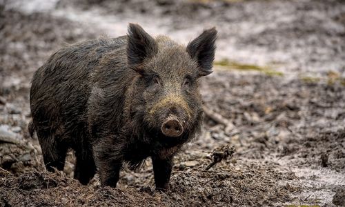 babi hybrid.jpg