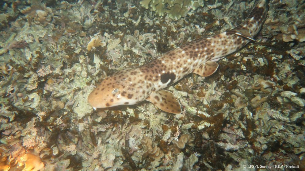 Populasi Terus Berkurang, Ikan Hiu Berjalan kini Berstatus Perlindungan Penuh