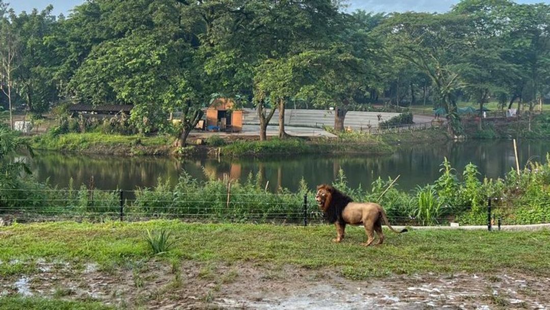 Singa di Solo Safari sedang menjalani masa habituasi beberapa waktu lalu. Kawasan singa tersebut berlokasi tak jauh dari Restoran Makunde di kompleks Solo Safari.