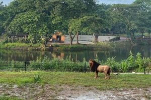 penampakan-singa-di-solo-safari-jumat-1022023_169.jpeg