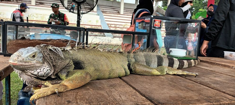 Serunya PET Festival 2023, Bercengkerama dengan Iguana sampai Ular