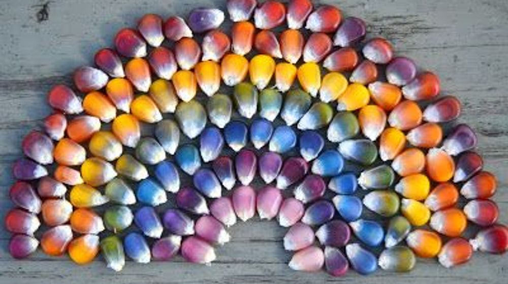 Budidaya jagung pelangi