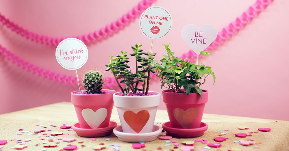 <p>valentine plant gift</p>
