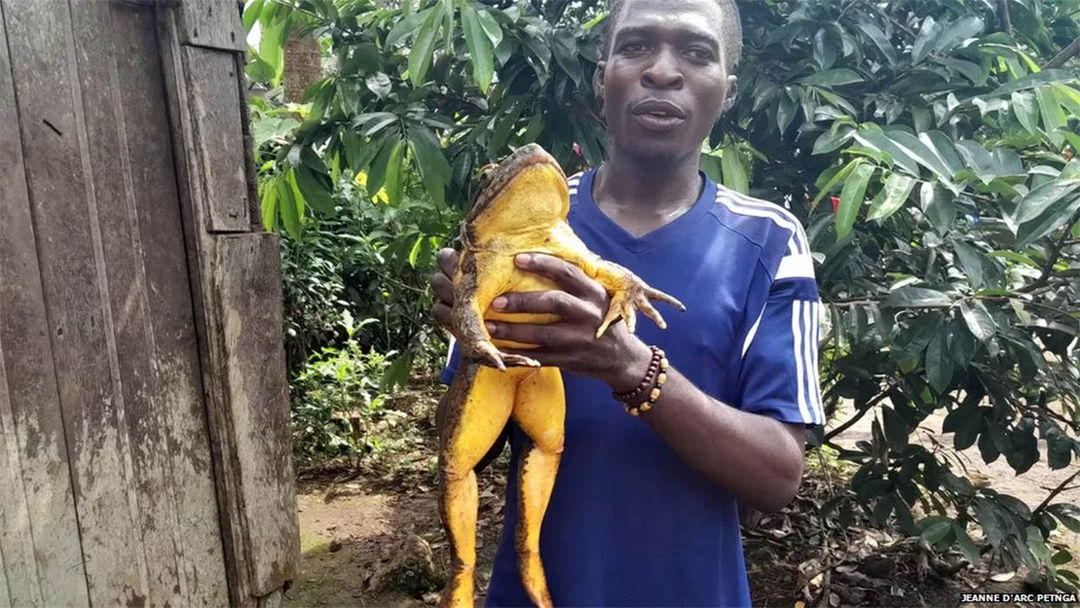 katak.jpg