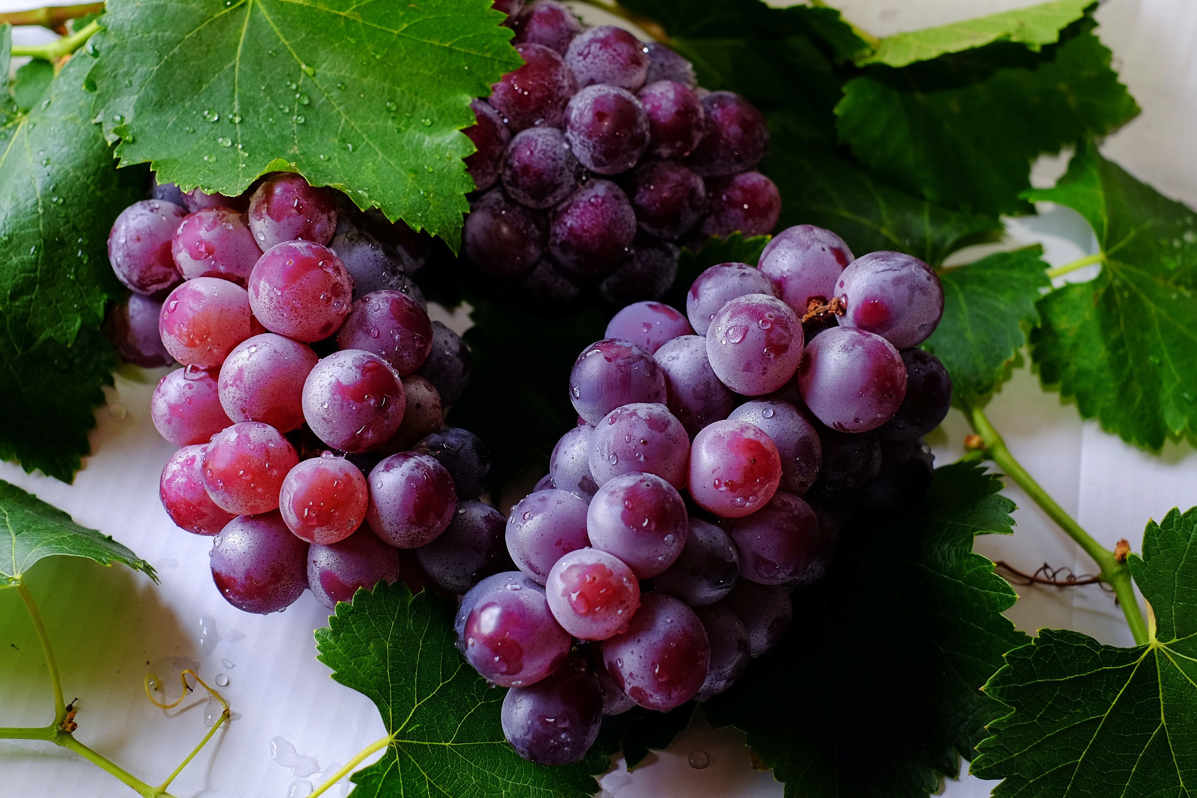 Anggur tanaman anggur grape