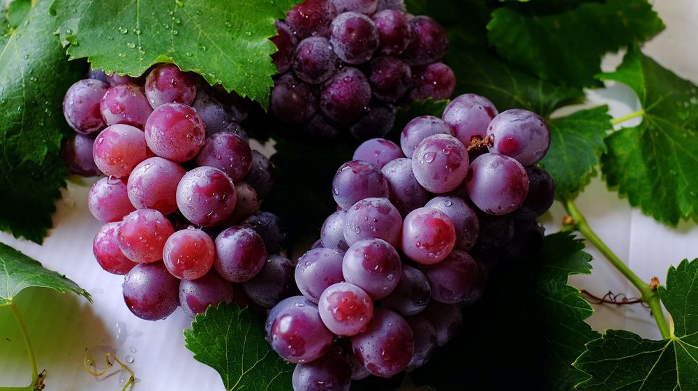 Anggur tanaman anggur grape