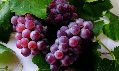 Anggur tanaman anggur grape