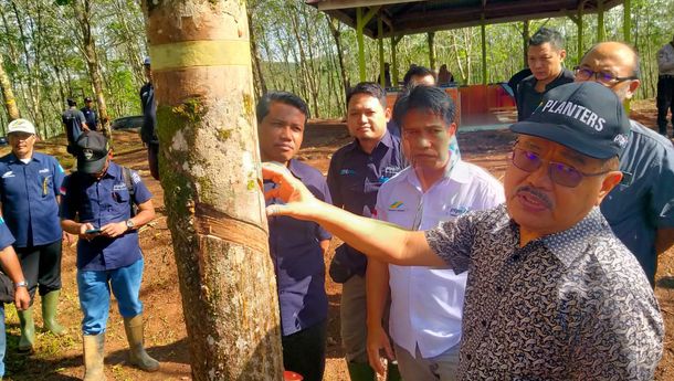 PTPN VII Padang Pelawi Mutakhirkan Teknik Sadap Karet