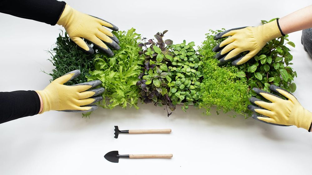 Photo by Mikhail Nilov: https://www.pexels.com/photo/microgreens-on-white-table-8543138/