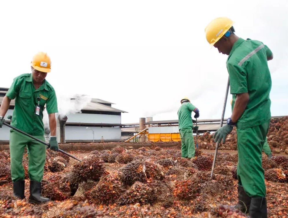 Dilema Penerapan Program Biodiesel, Ini Dampak Bila Transisi Energi Sawit Diterapkan