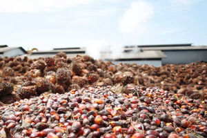 Produksi Crude Palm Oil (CPO)