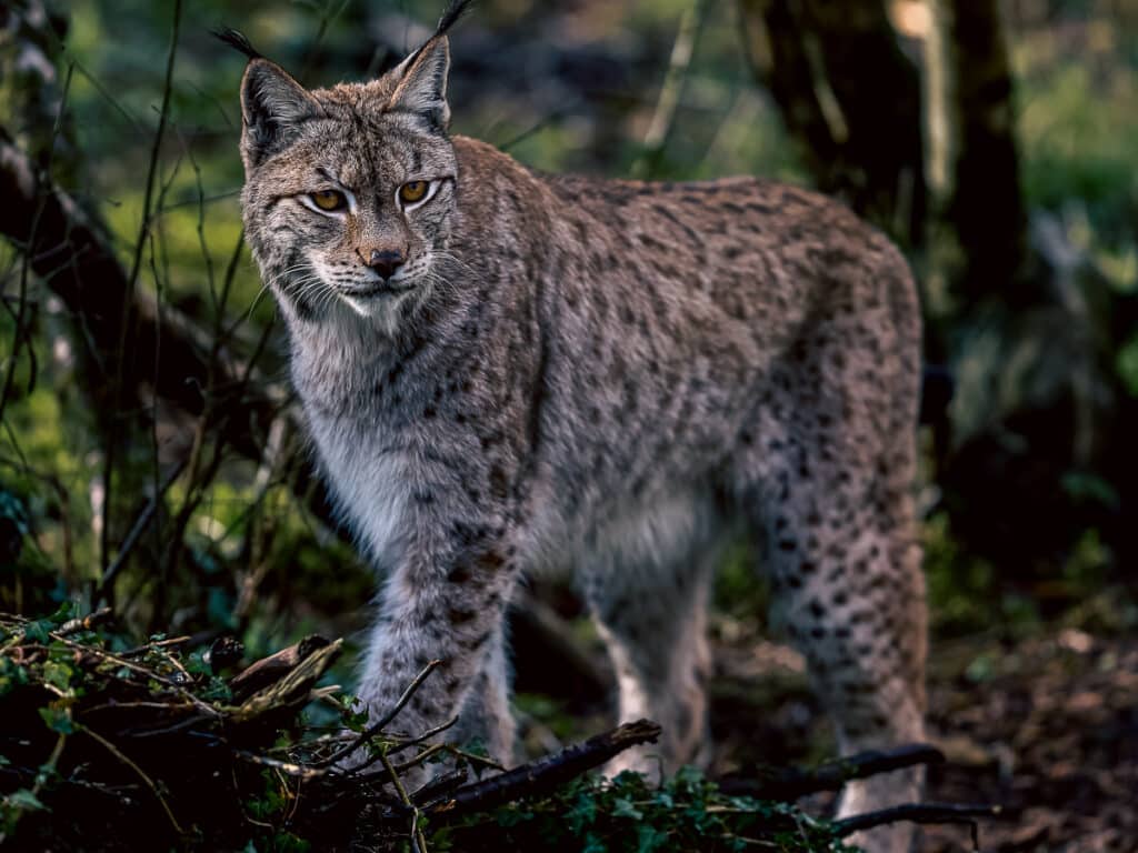 Kucing Lynx.