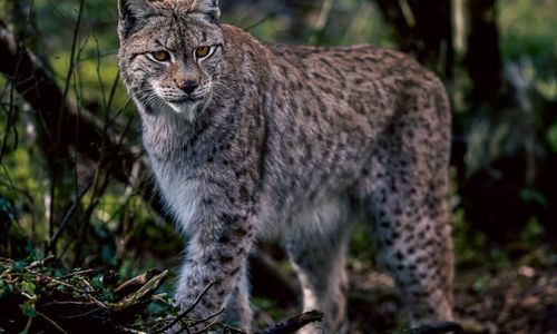 Wild-Ireland-Lynx-1024x768.jpg