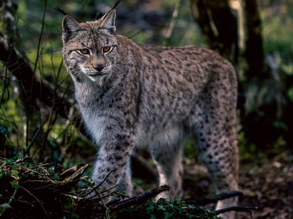 Spesies Langka, Kucing Lynx Malah Jadi Buruan di Swedia