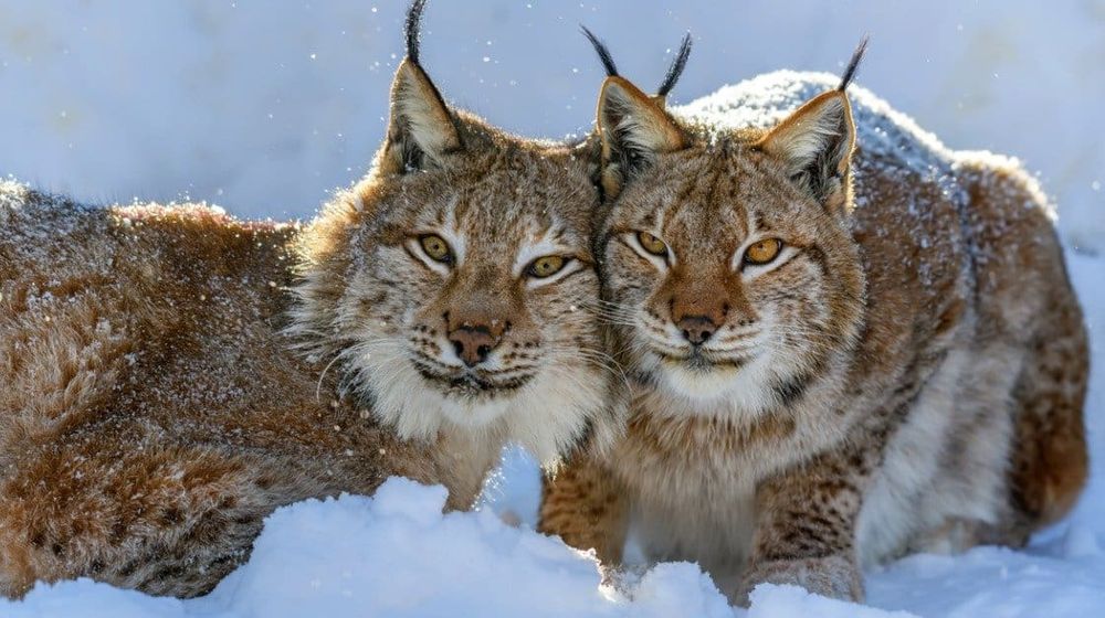 lynx-cats.jpg