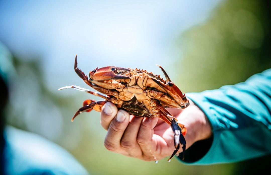 Ketahui Apa Itu Crab Mentality yang Kerap Diperbincangkan di Media Sosial