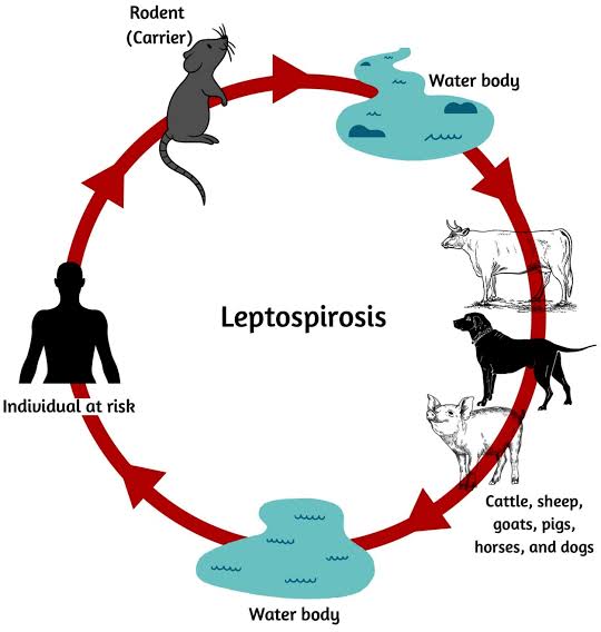 Penularan leptospirosis yang harus diwaspadai.