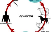 Leptospirosis.jpeg