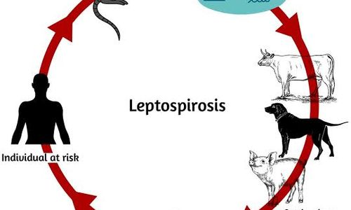 Leptospirosis.jpeg