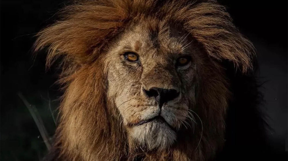 bob junior singa.jpg