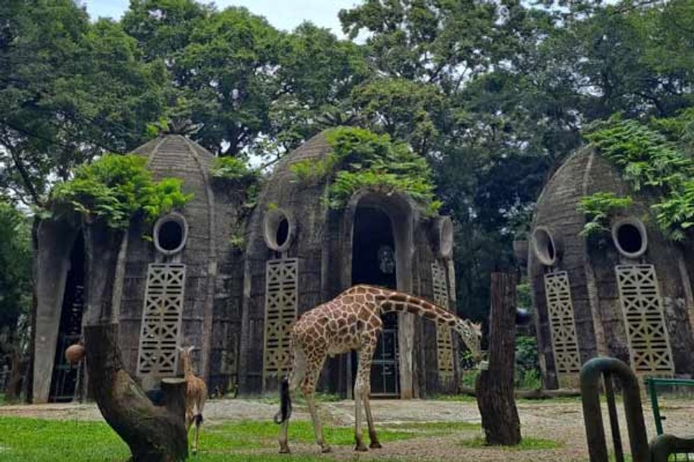 Koleksi jerapah di Kebun Binatang Ragunan.