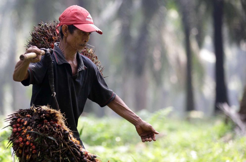 Otoritas Jasa Keuangan (OJK) terus mendorong peningkatan pendanaan oleh Industri Jasa Keuangan (IJK) kepada kelompok petani, khususnya perkebunan kelapa sawit.