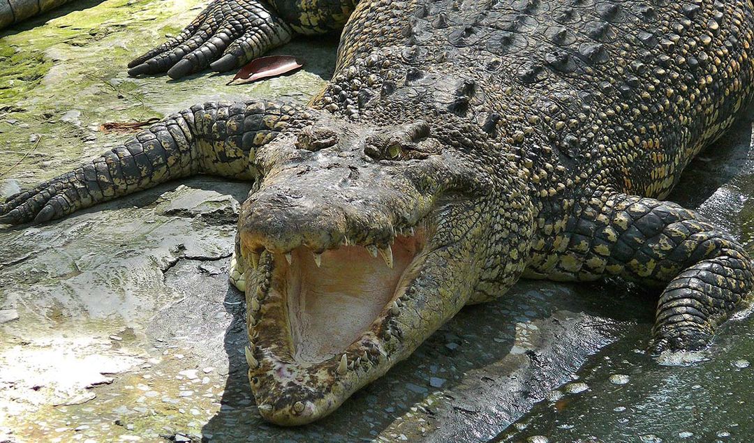 buasa air asin Crocodylus porosus.jpg