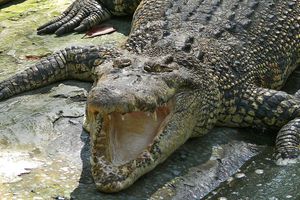 buasa air asin Crocodylus porosus.jpg