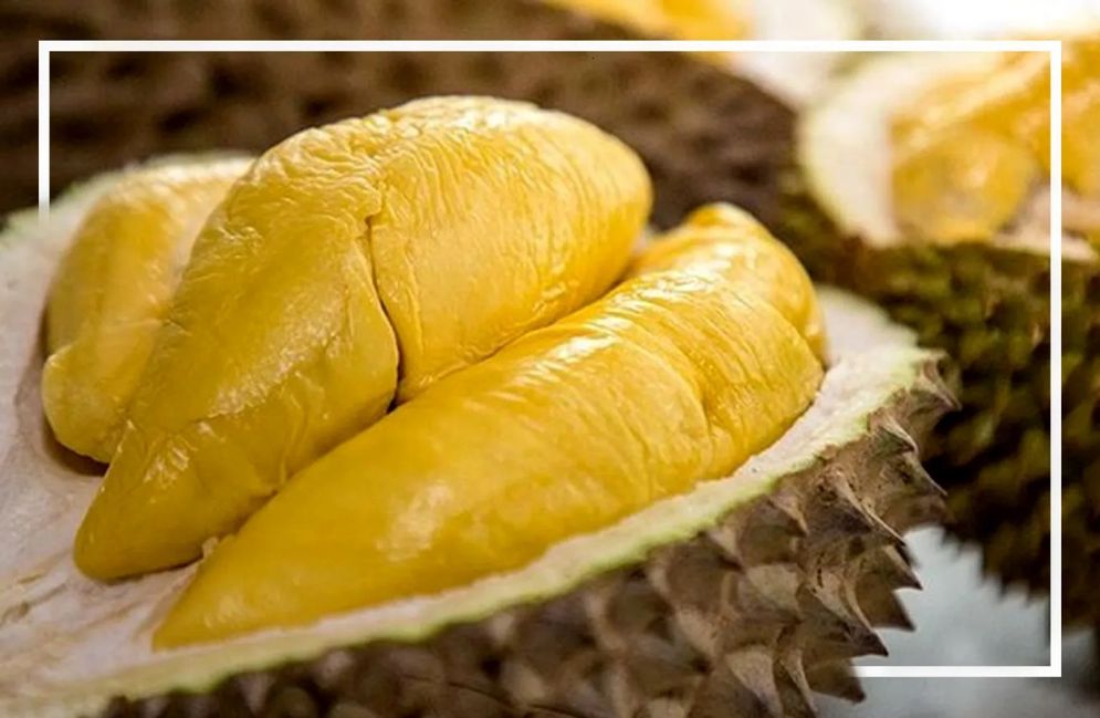 cara-okulasi-durian-musang-king.jpg