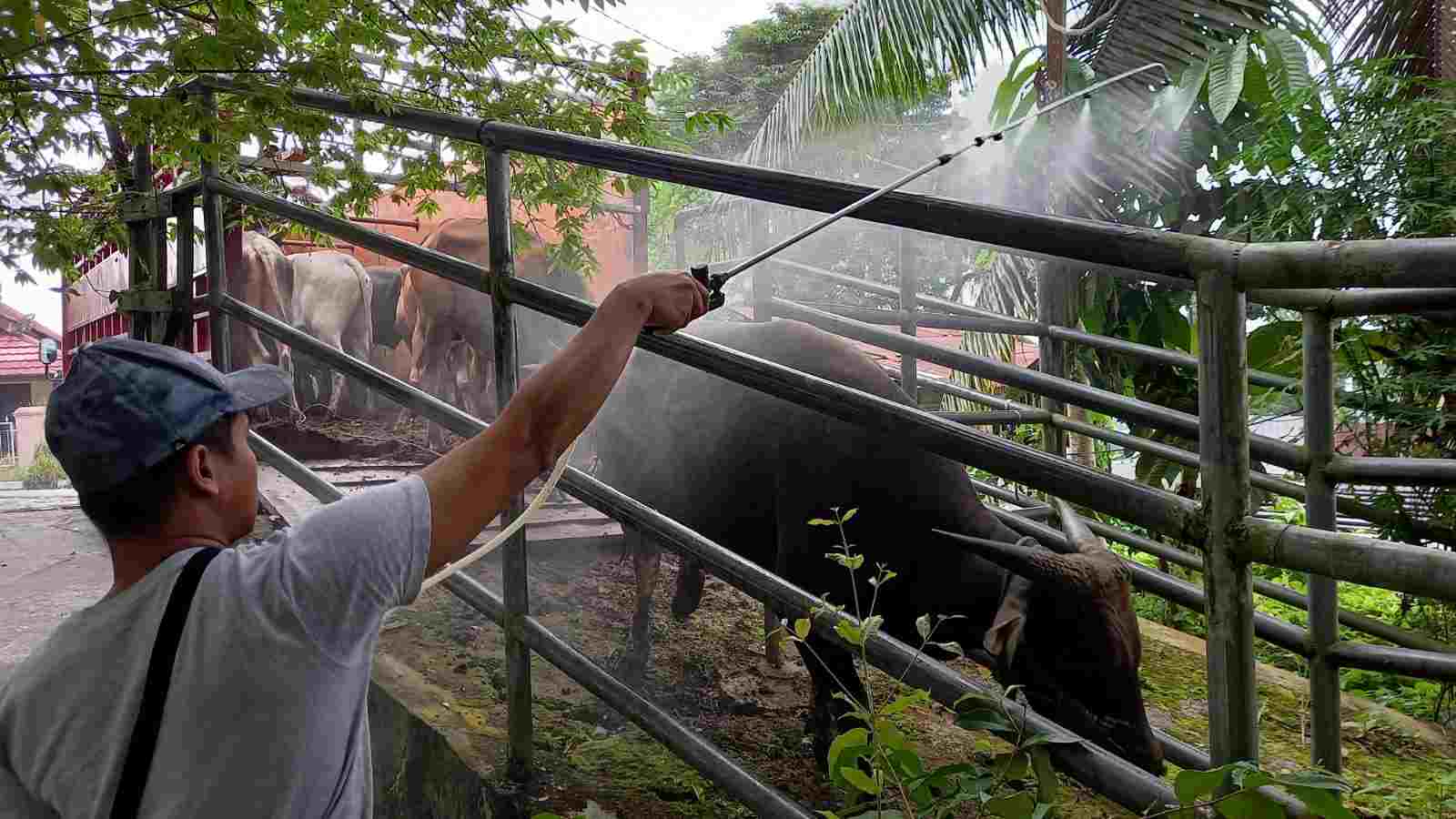 Karantina Pertanian Balikappan menahan sapi dan daging babi dari Palu.