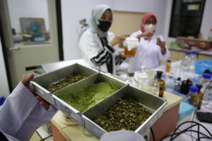 Biskuit Berbahan Daun Kelor - Panji 3.jpg