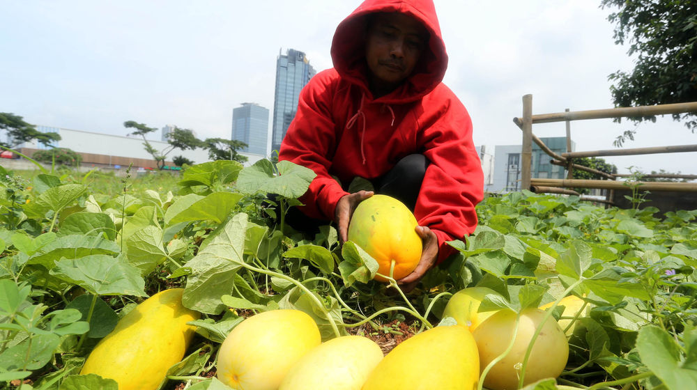 Panen Buruk Timun Suri - Panji 1.jpg