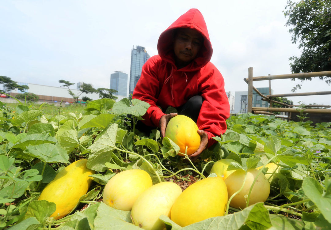 Petani timun suri tengah mengecek beberapa tanaman yang siap panen di kawasan Kecamatan Pinang Kota Tangerang. Tahun ini hasil panen mereka kurang memuaskan akibat curah hujan yang ekstrem dimasa tanam sehingga beberapa lahan digenangi air dan gagal panen, Minggu 26 Maret 2023. Foto : Panji Asmoro/TrenAsia