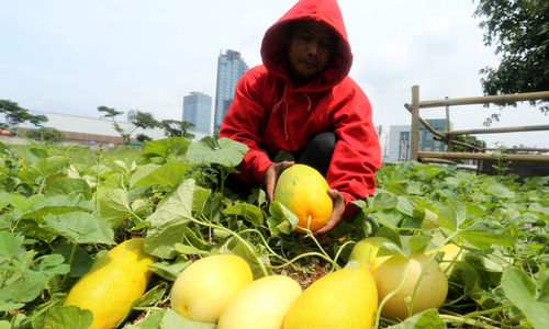 Panen Buruk Timun Suri - Panji 1.jpg