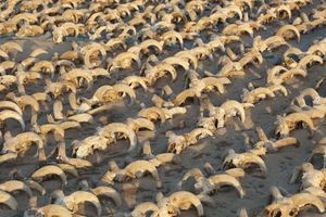 mumi kepala domba.jpg