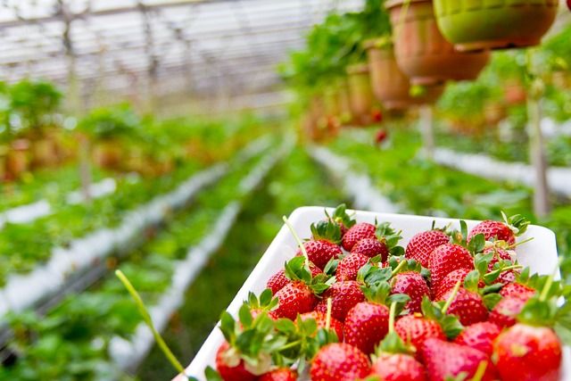 <p>Cara Merawat Tanaman Strawberry Agar Berbuah Lebat</p>
