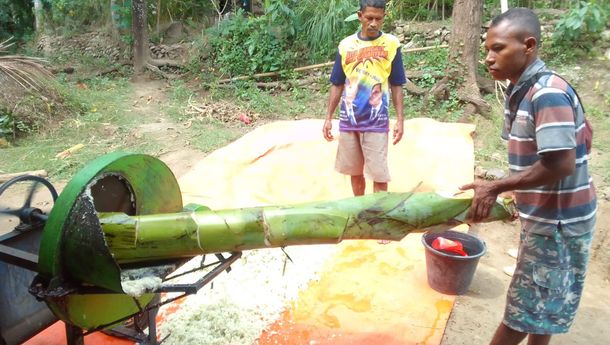 Ino Ndore dan Pasang Surut Usaha Giling Batang Pisang untuk Pakan Ternak Babi