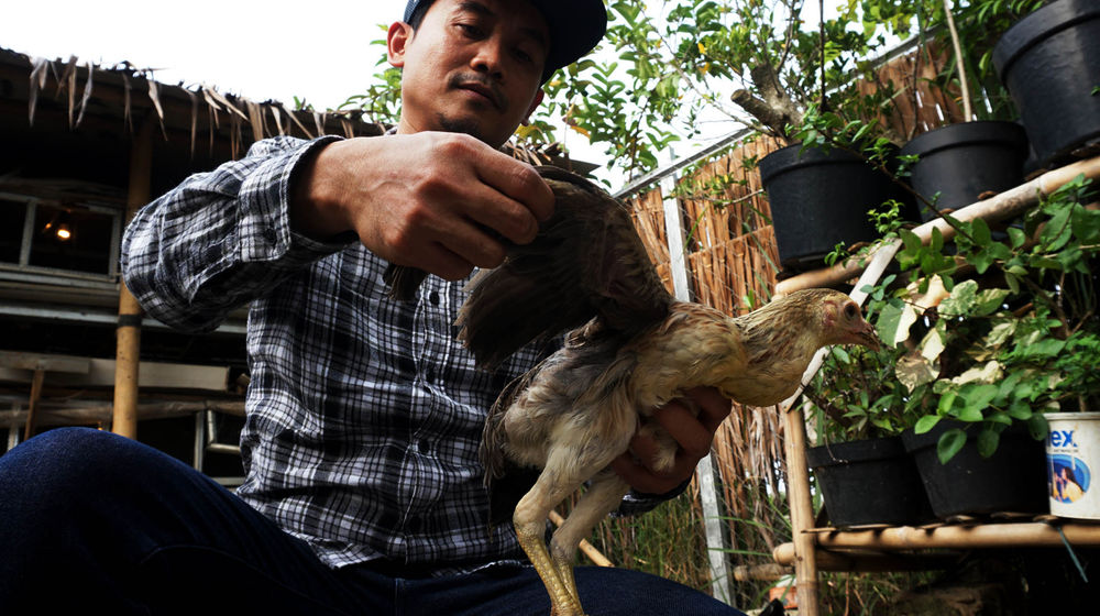 Penggemukan Ayam Kampung - Panji 1.jpg