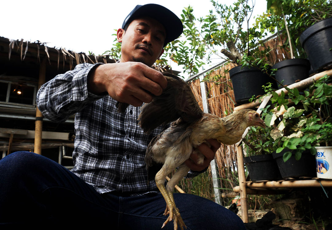 Aktifitas peternak melakukan pengecekan pakan,kandanng serta kondisi fisik ayam di sebuah peternakan penggemukan ayam kampung di kawasan Pinang Kota Tangerang ,Senin 4 April 2023. Foto : Panji Asmoro/TrenAsia  