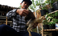 Penggemukan Ayam Kampung - Panji 1.jpg